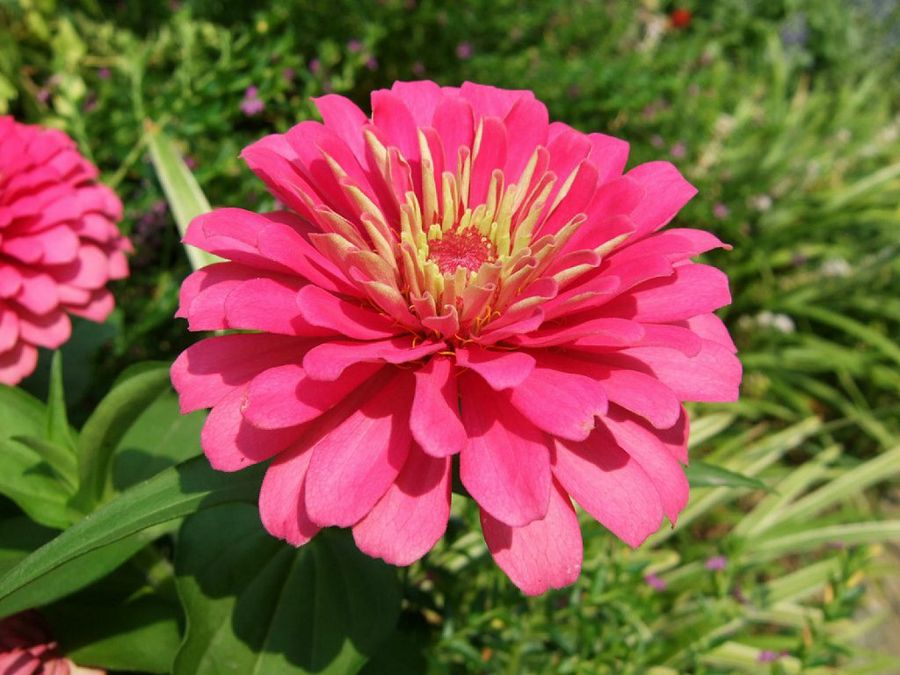 Zinnia