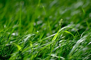 El cuidado del césped | Plantas