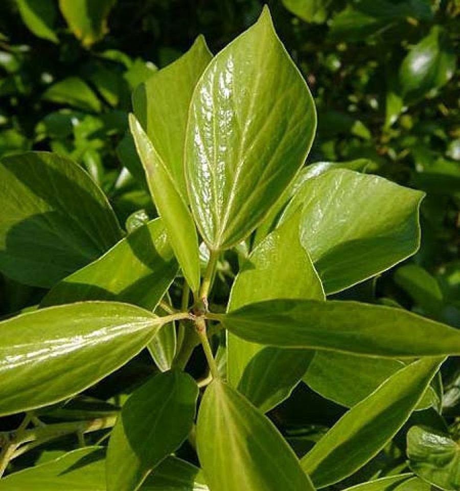 hedera