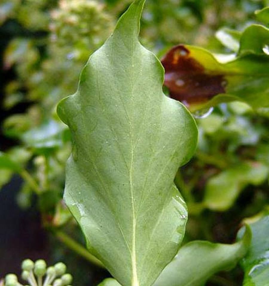 hedera