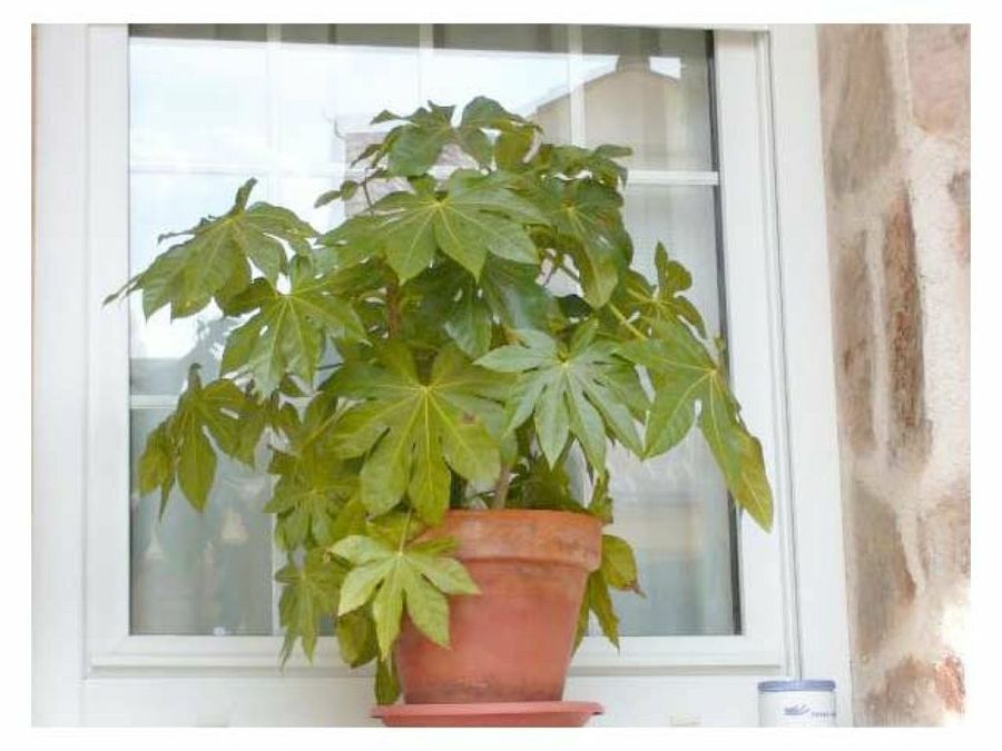 fatsia japonica