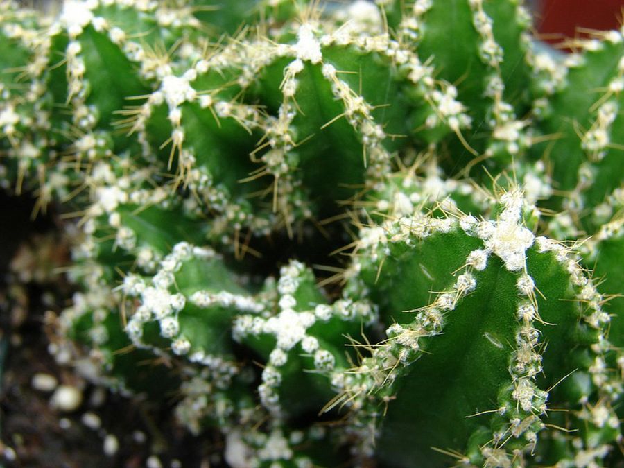 Cereus peruvianus