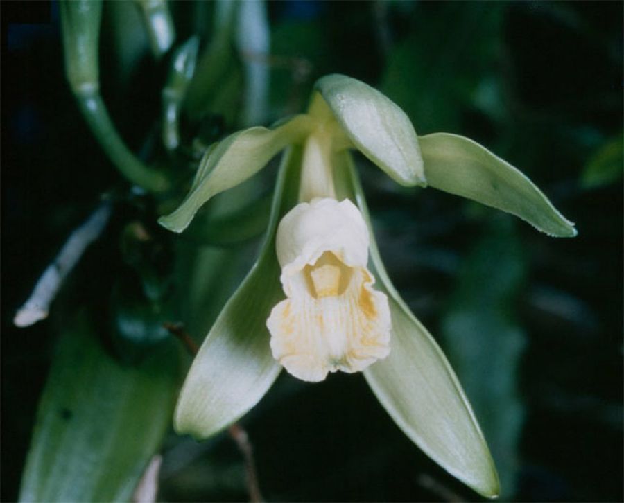 Vanilla Planifolia