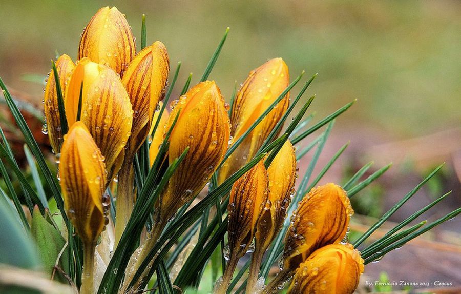 Crocus