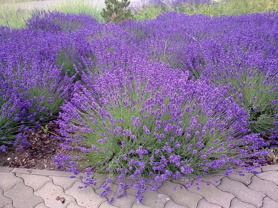 Lavanda