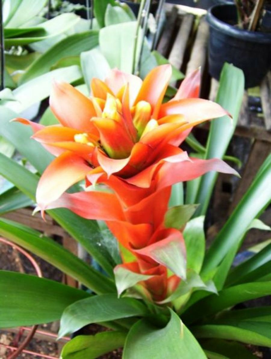 Guzmania