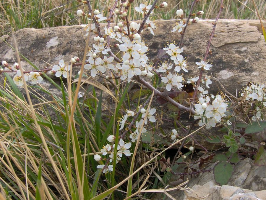 Prunus spinosa L