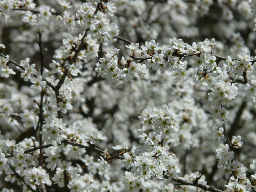 Prunus spinosa L