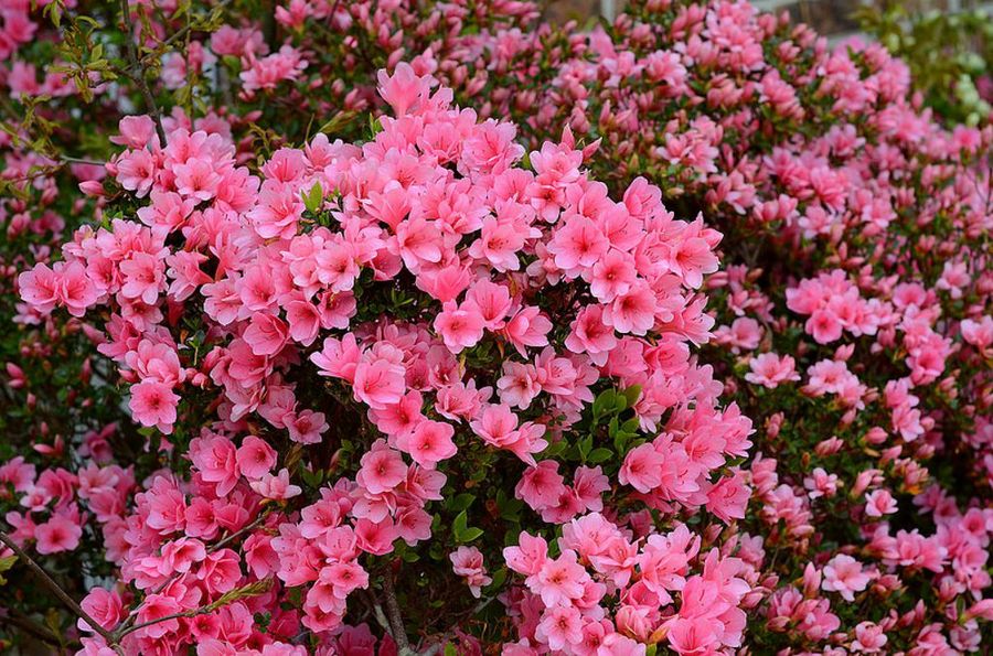 Azalea