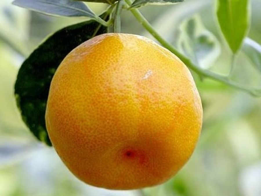 naranjo
