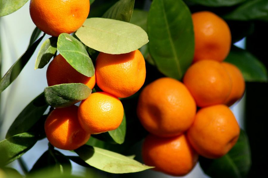 Fruto del naranjo, naranja