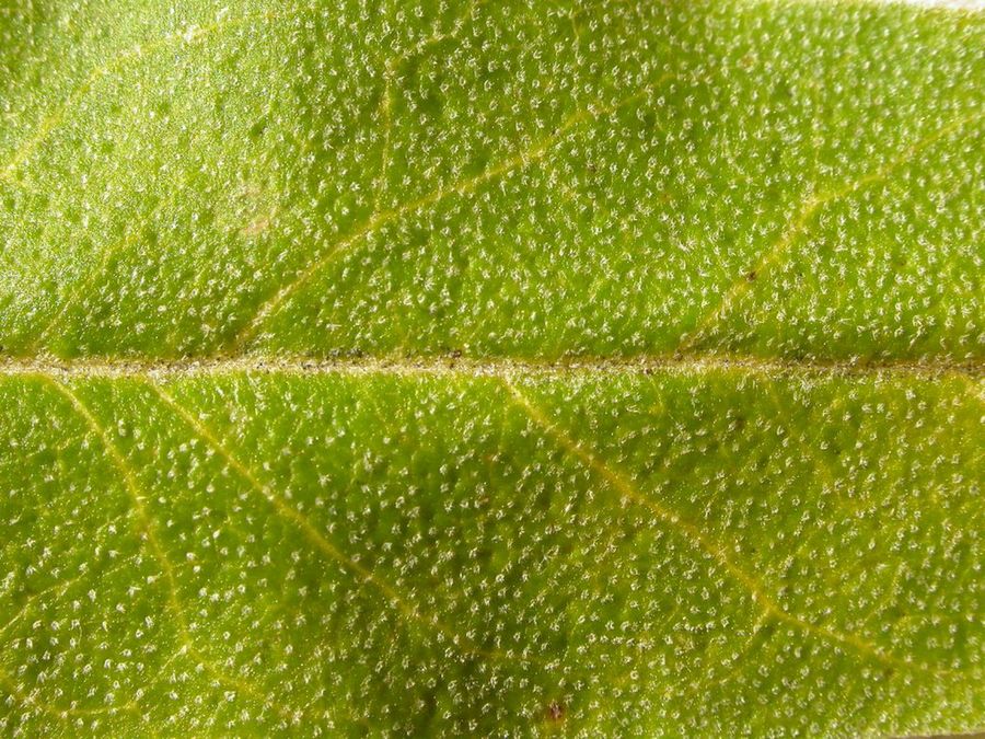 Elaeagnus angustifolia