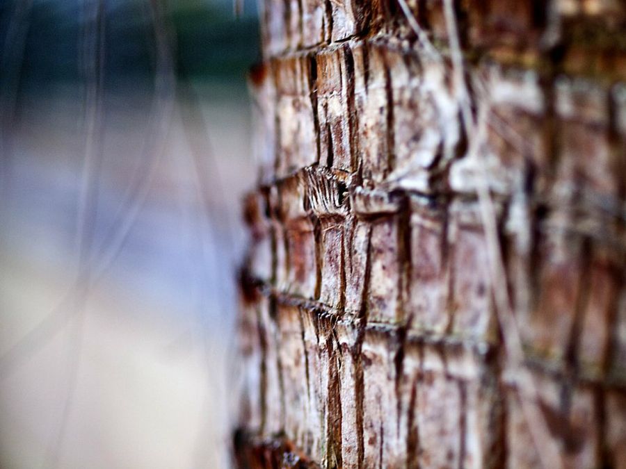 Tronco de palmera