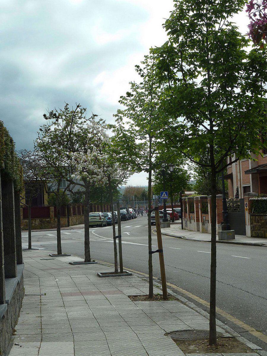 Árboles con estacas o tutores