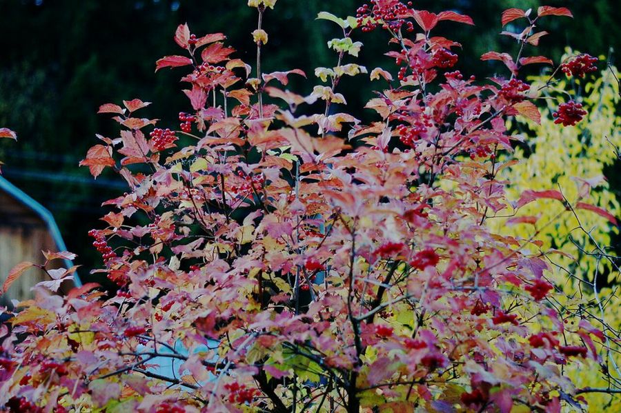 Otoño