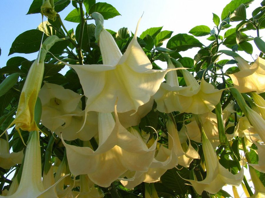 Brugmansia