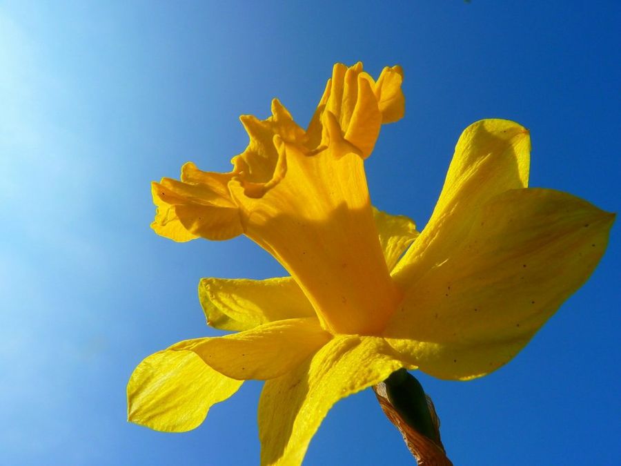 Narciso