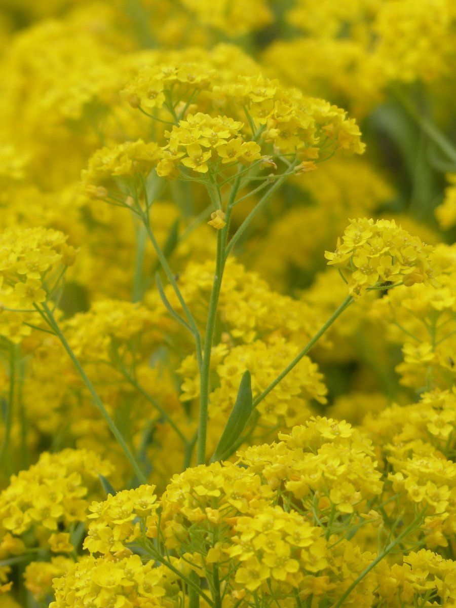 Aurinia sinuata