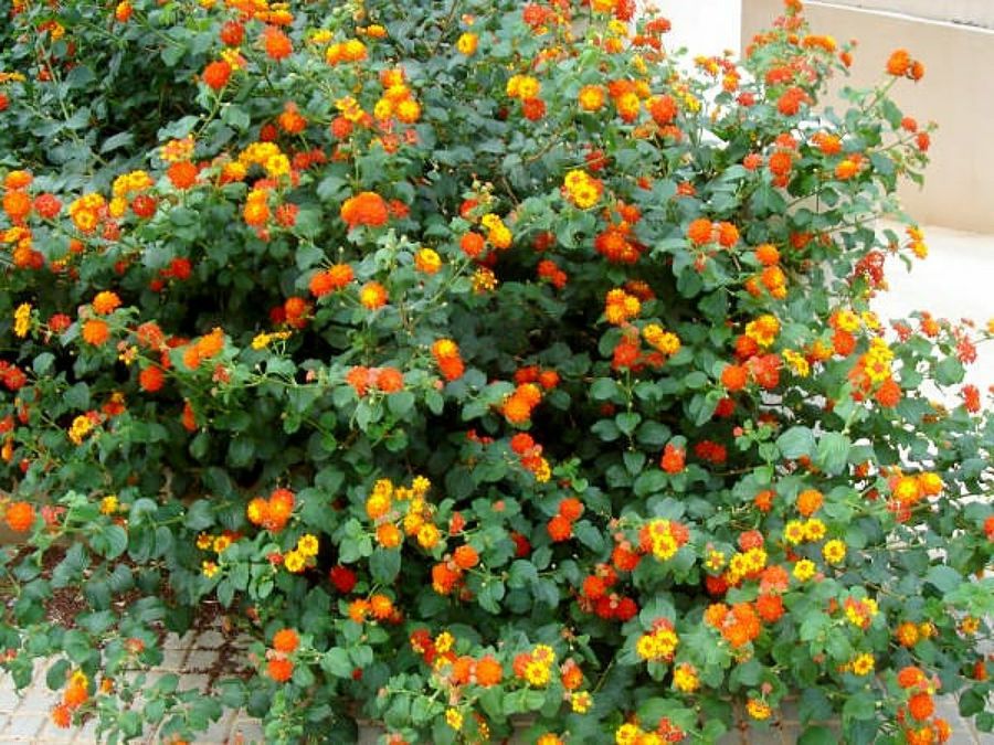 planta con flores
