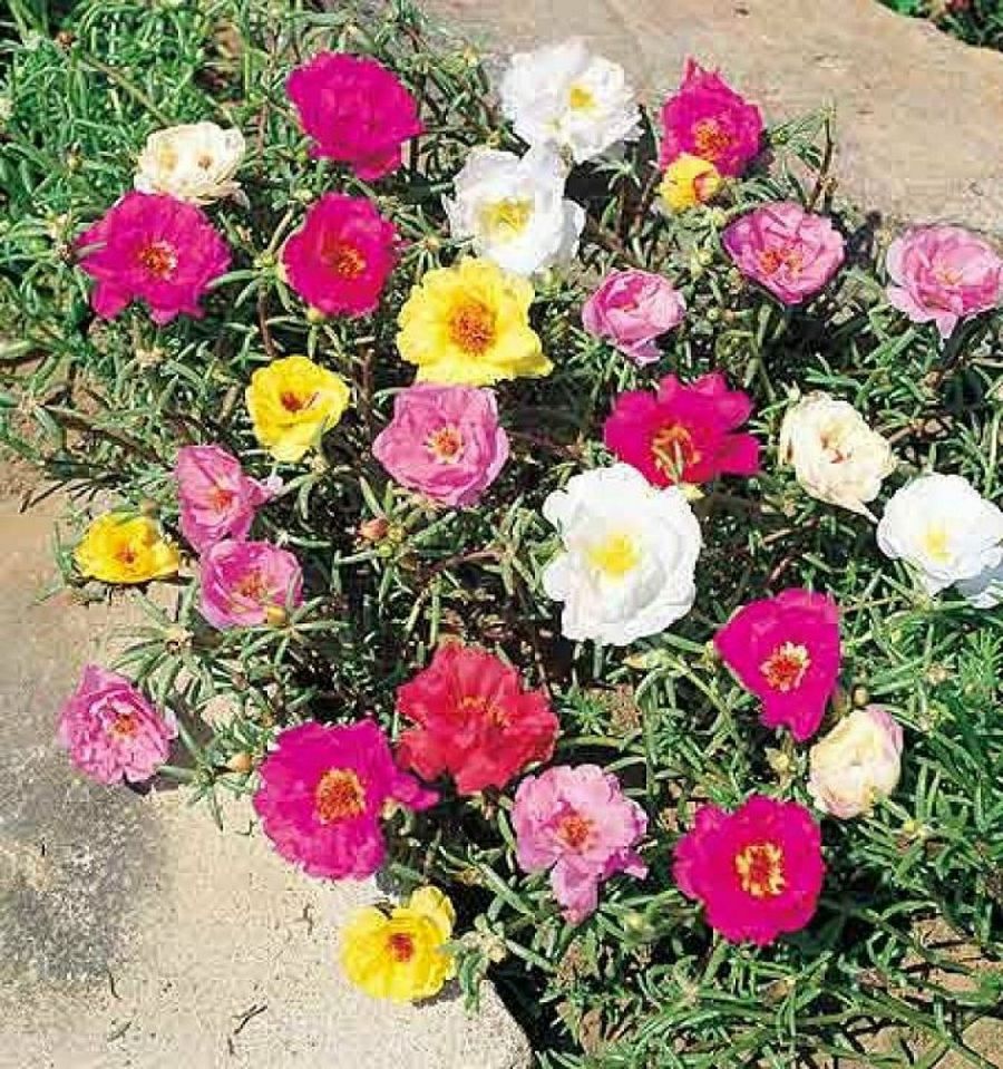 Portulaca