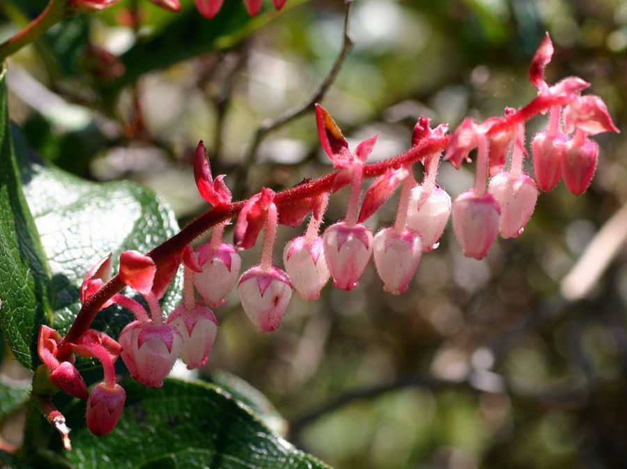 flor