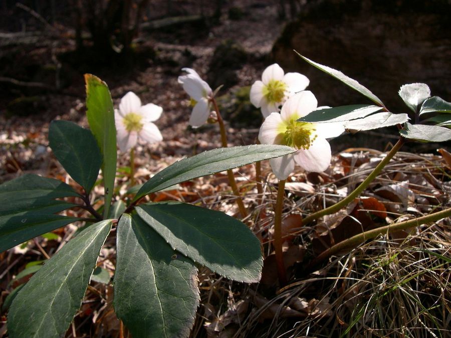 flor