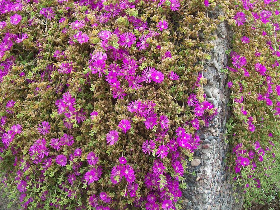 Tapizantes. Condiciones adversas en montaña
