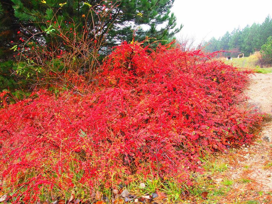 Cotoneaster horizontalis