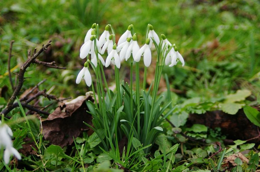 Galanthus nivalis