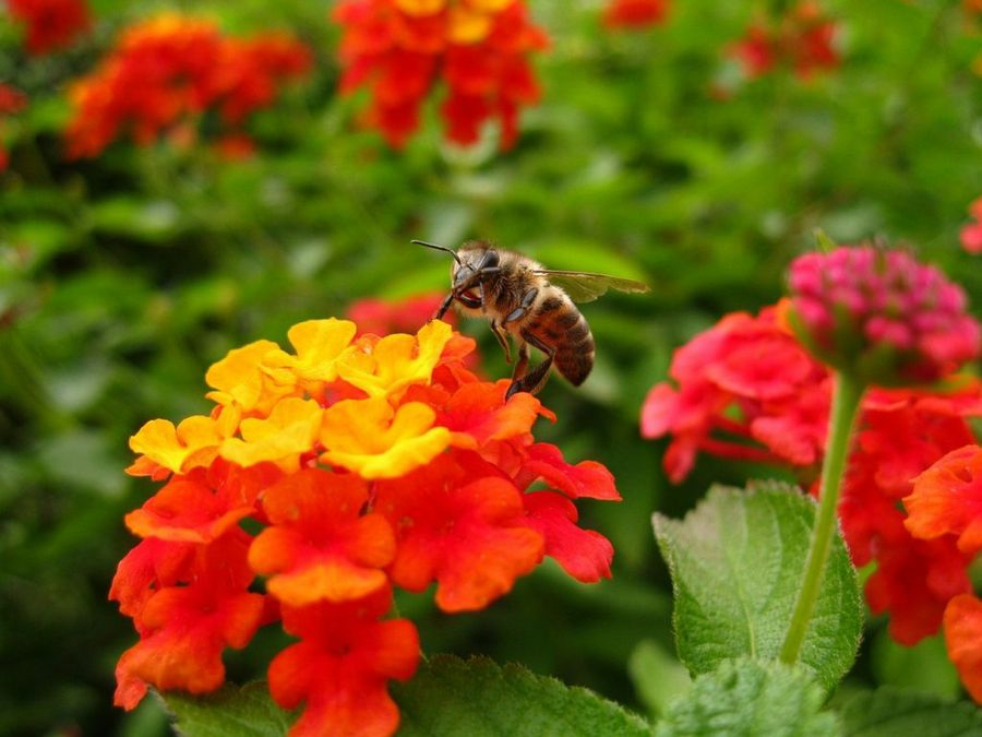 Lantana