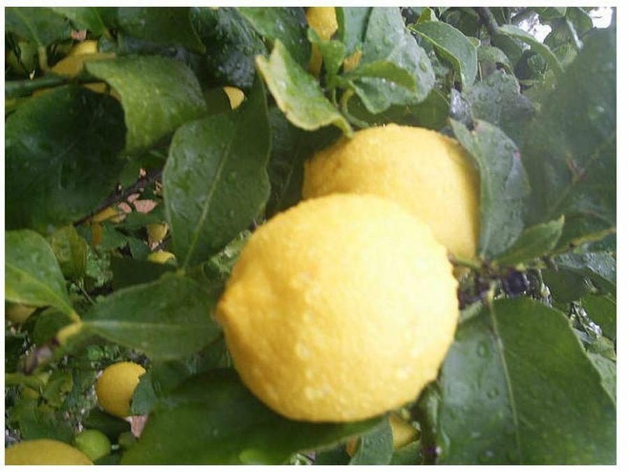 limon