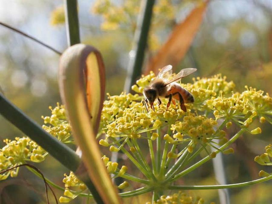 avispa en flor