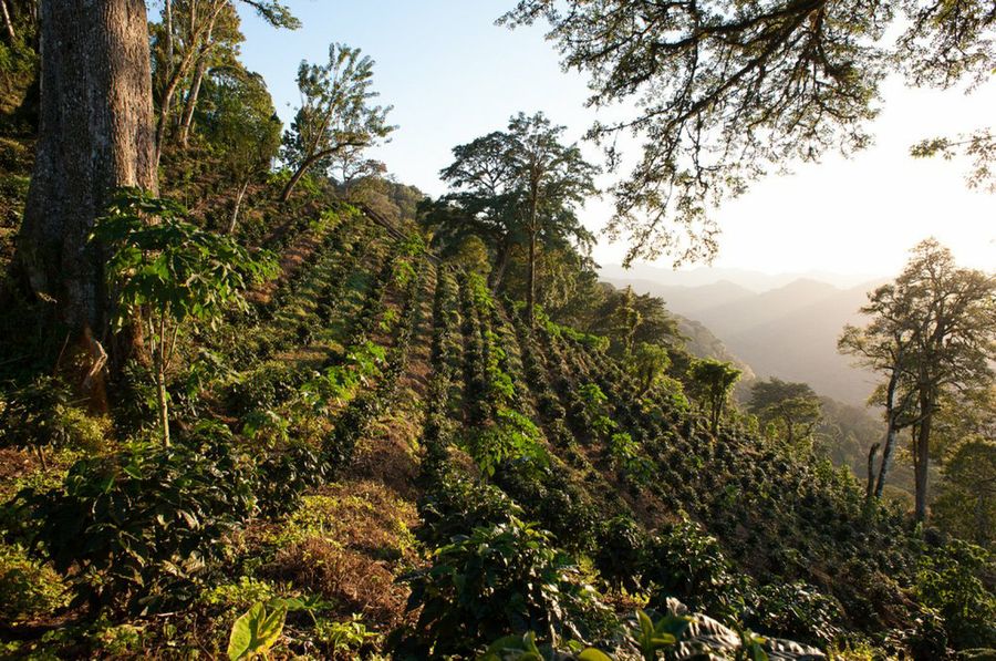 Café orgánico: di no al café no sostenible | Ecología