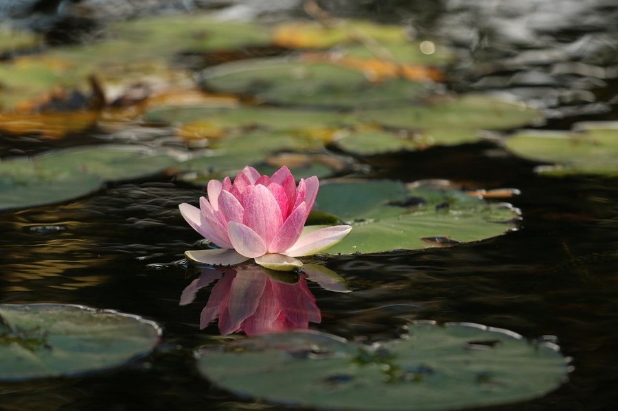 Flores de loto - Lotos para el estanque 