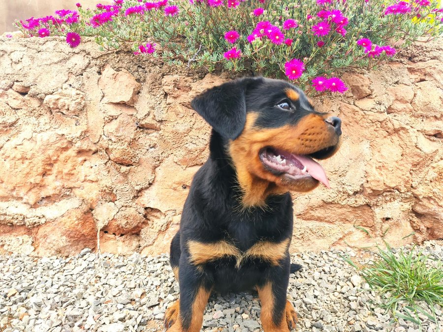 cachorro de rottweiler