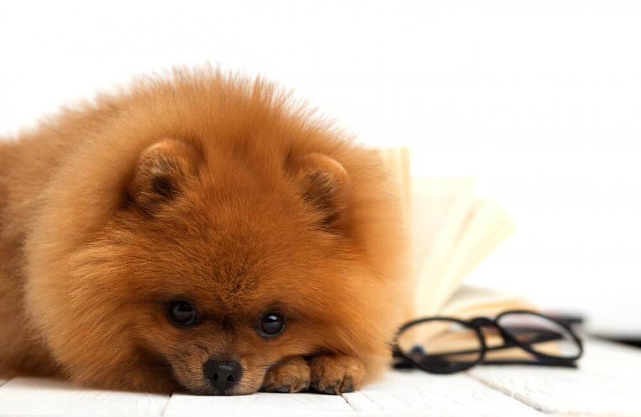 ¿Cuándo hay que hacer el curso para tener perro?