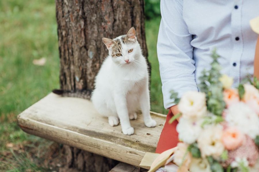 Fotos Con Mascotas En Bodas Consejos Para Incluir A Tu Mejor Amigo En