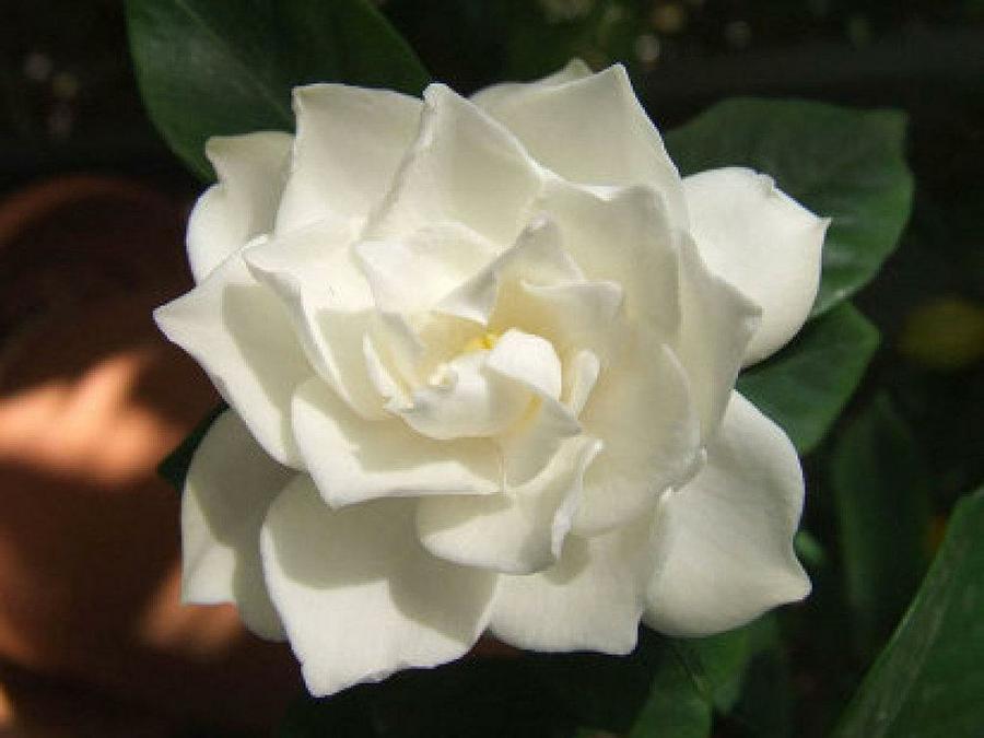 gardenia cuidados 