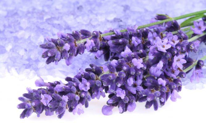 Lavanda planta medicinal