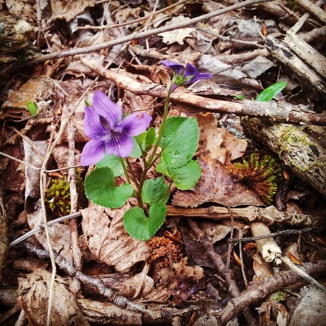 Violetas en los Pirineos