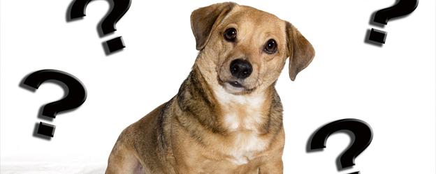 10 pasos claves para dar comida Squeaky a tu perro