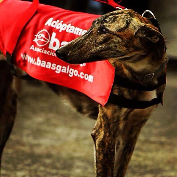 Galgo con peto de BaasGalgo