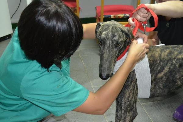 Curando un galgo