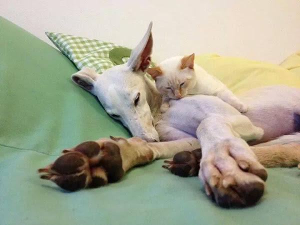 Galgo y gato