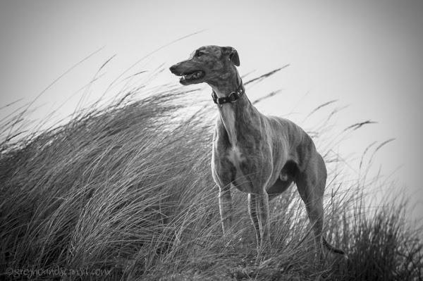 Galgo (Greyhounds can sit)
