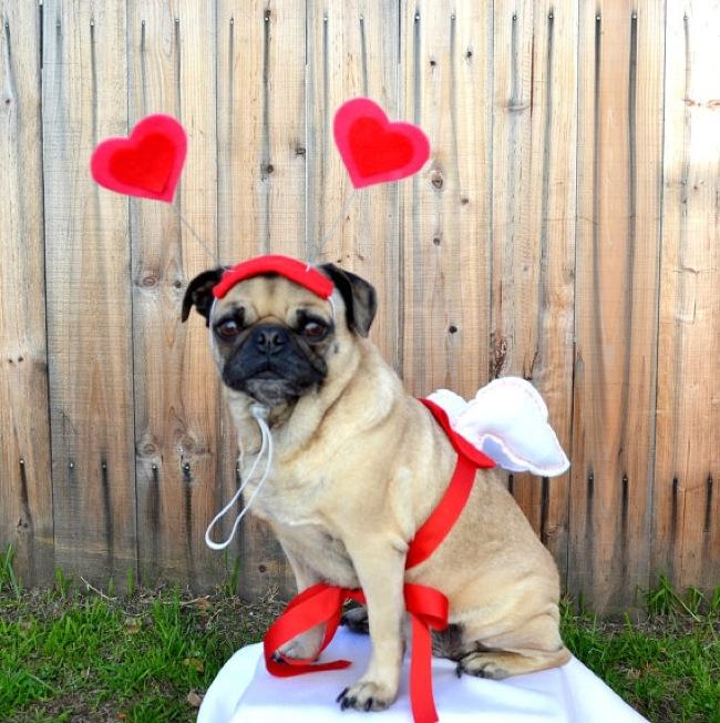 disfraz perro corazones