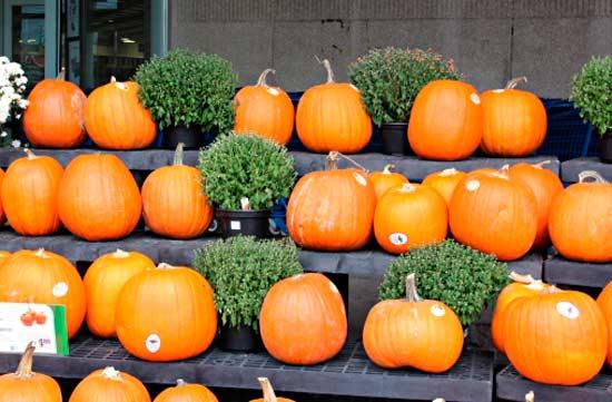 calabaza para la piel