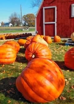 calabaza para la piel