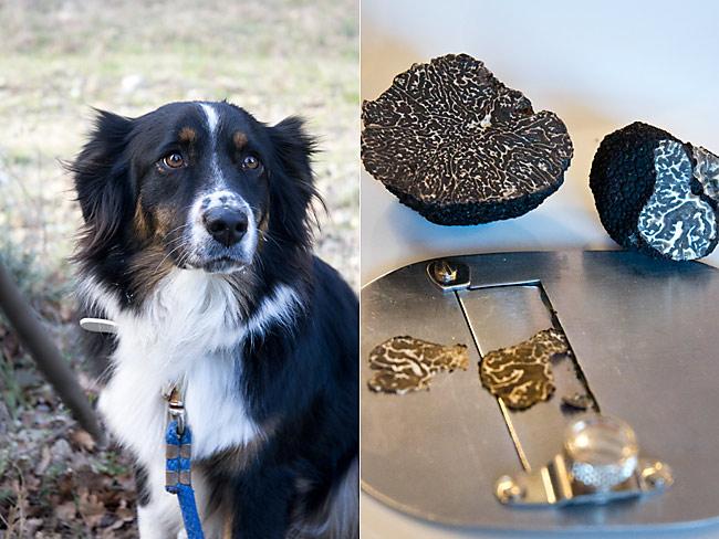 drome-truffle-hunting