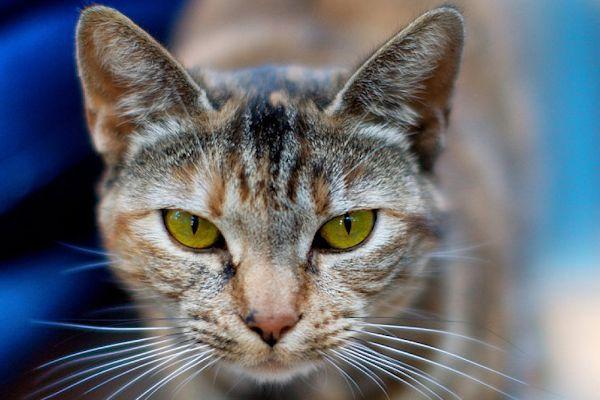 Salud y Mascotas Como Limpiar Los Ojos De Tu Gato 2